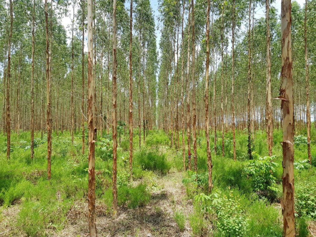 Eucalyptus Grandis Timber